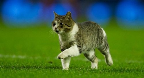 Футбольный зверинец. Английский кот прервал игру чемпионата - и он далеко не первый